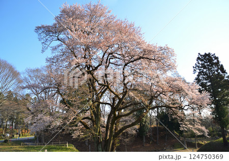 埼玉県大里郡寄居町鉢形 鉢形城の朝一番の氏邦桜(うじくにざくら) 埼玉県大里郡寄居町鉢形 鉢形城の朝一番の氏邦桜(うじくにざくら) 124750369