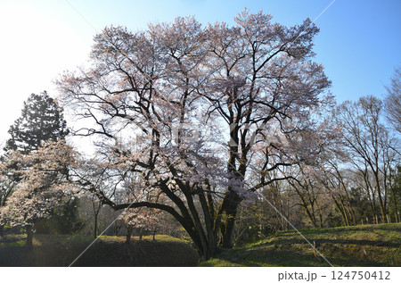 埼玉県大里郡寄居町鉢形 鉢形城の朝一番の氏邦桜(うじくにざくら) 埼玉県大里郡寄居町鉢形 鉢形城の朝一番の氏邦桜(うじくにざくら) 124750412