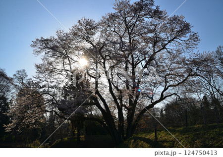 埼玉県大里郡寄居町鉢形 鉢形城の朝一番の氏邦桜(うじくにざくら) 埼玉県大里郡寄居町鉢形 鉢形城の朝一番の氏邦桜(うじくにざくら) 124750413