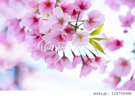 開花したばかりの桜 124750466