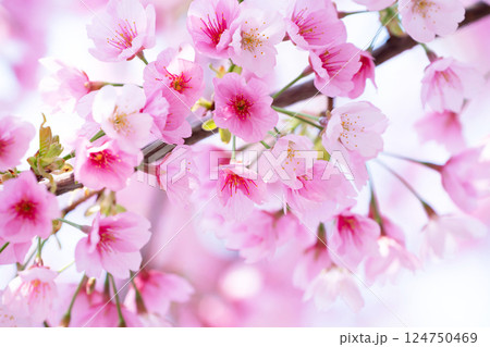 開花したばかりの桜 開花したばかりの桜 124750469
