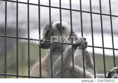 檻の中のワオキツネザル 124750511