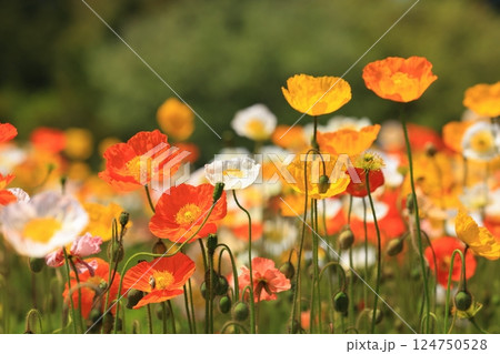 アイスランドポピー1259 124750528