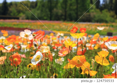 アイスランドポピー1272 124750533