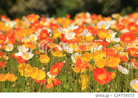 アイスランドポピー1302 アイスランドポピー1302 124750553