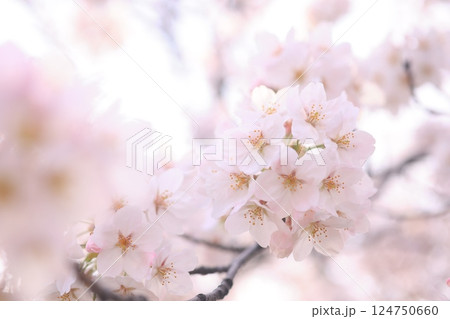 さくら9709 さくら9709 124750660