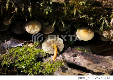 早春の湿った雑木林の中、食用クリタケに似た毒キノコ「ニガクリタケ」(表裏比較ストロボマクロ撮影) 早春の湿った雑木林の中、食用クリタケに似た毒キノコ「ニガクリタケ」(表裏比較ストロボマクロ撮影) 124750718