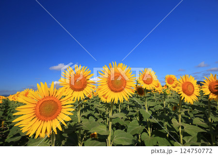 ひまわり畑4628 124750772