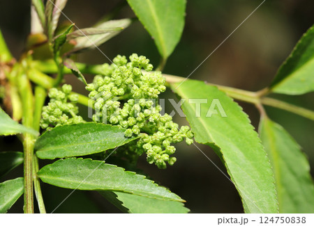 後山の雑木林にセイヨウアカミニワトコの蕾と枝葉（自然環境下マクロ撮影） 124750838