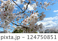 日本の公園で咲いたサクラの花 124750851