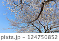 晴れた日に満開に咲いたソメイヨシノ 124750852