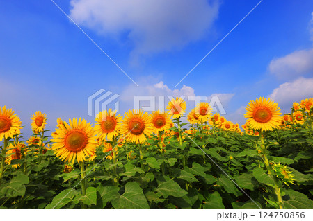 ひまわり畑4933 124750856