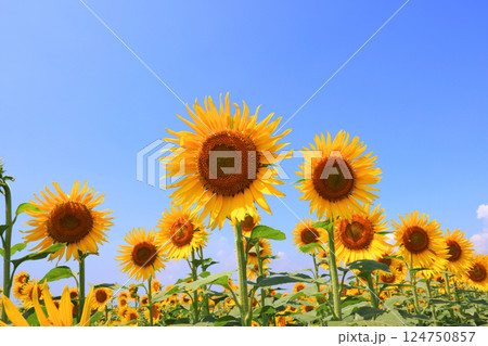 ひまわり畑5062 124750857