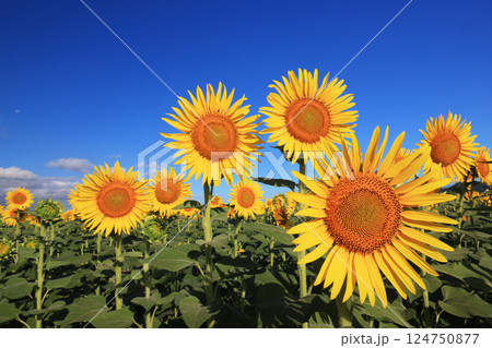 ひまわり畑4533 124750877