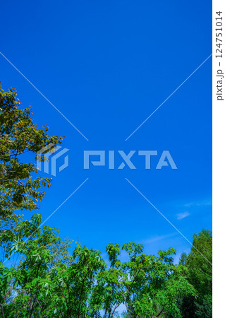 【初夏素材】新緑と青空【長野県】 124751014