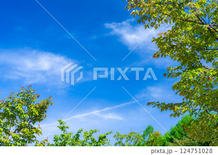 【初夏素材】新緑と青空【長野県】 【初夏素材】新緑と青空【長野県】 124751028