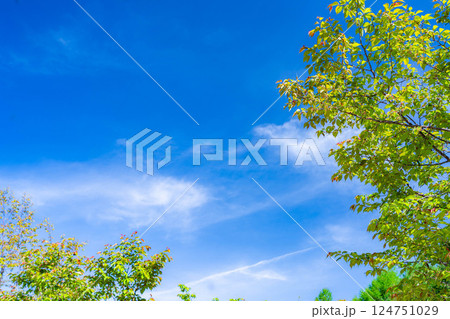 【初夏素材】新緑と青空【長野県】 【初夏素材】新緑と青空【長野県】 124751029