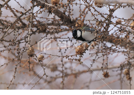 松ぼっくりを突くシジュウカラ 124751055