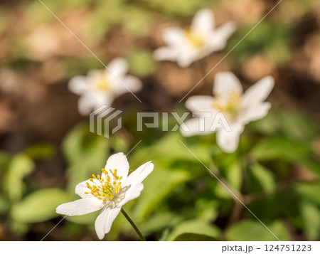 White wood anemone Flowers in Bloom Amid Green Foliage in Springtime 124751223