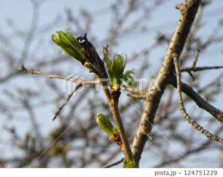 葉っぱが出膨らみ始めた蕾の有る桜並木のサクラ 124751229