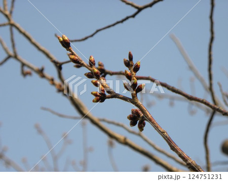 まだ固い蕾のこじま花の会花畑桜並木のサクラ まだ固い蕾のこじま花の会花畑桜並木のサクラ 124751231