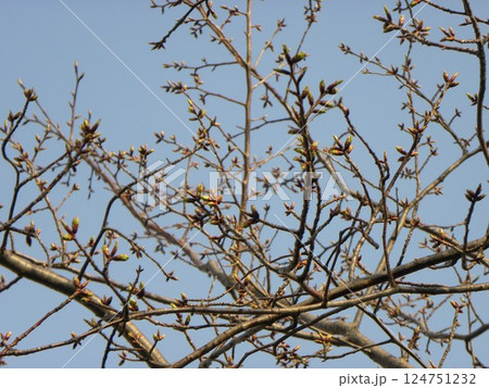 まだ固い蕾のこじま花の会花畑桜並木のサクラ 124751232