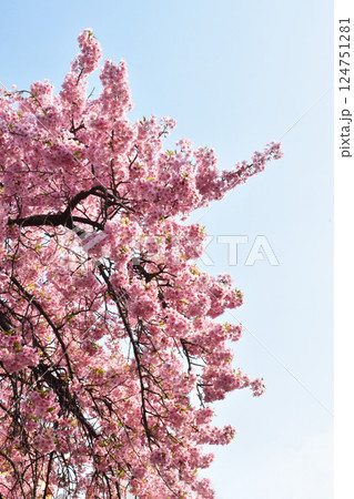 Beautiful cherry blossom sakura in spring time over blue sky. Beautiful cherry blossom sakura in spring time over blue sky. 124751281