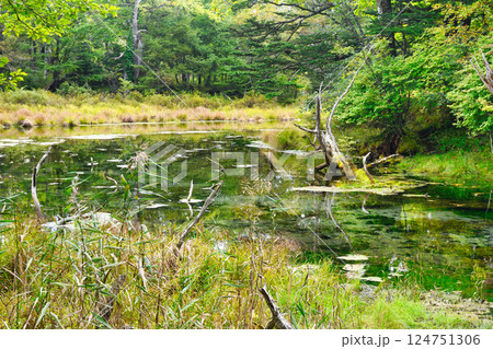 戦場ヶ原 泉門池(栃木県日光市) 戦場ヶ原 泉門池(栃木県日光市) 124751306