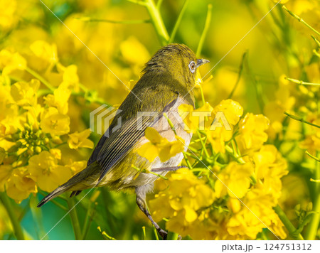 菜の花にとまるメジロ 菜の花にとまるメジロ 124751312