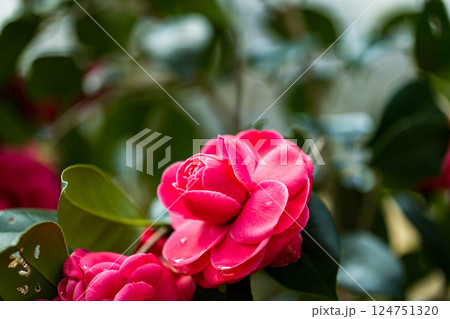 サザンカの花 サザンカの花 124751320