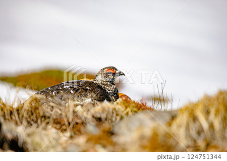 富山県・立山室堂　ライチョウ 124751344