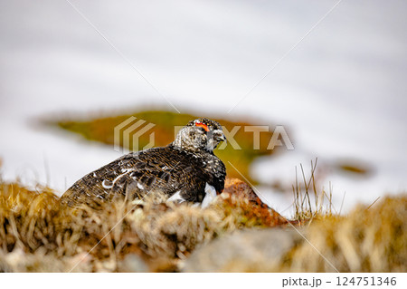 富山県・立山室堂 ライチョウ 富山県・立山室堂 ライチョウ 124751346