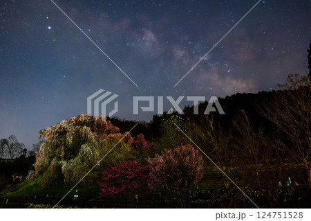 星空に照らされる夜桜と天の川 124751528