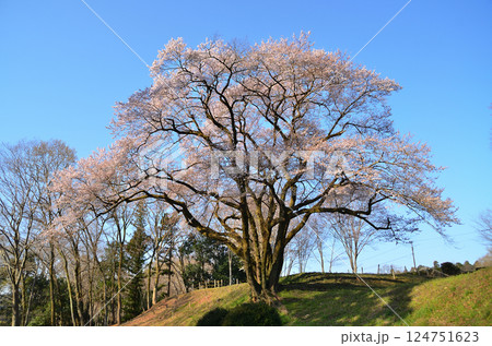 埼玉県大里郡寄居町鉢形　鉢形城の朝一番の氏邦桜（うじくにざくら） 124751623
