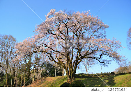 埼玉県大里郡寄居町鉢形　鉢形城の朝一番の氏邦桜（うじくにざくら） 124751624