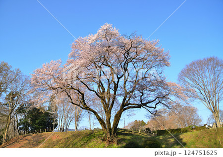 埼玉県大里郡寄居町鉢形　鉢形城の朝一番の氏邦桜（うじくにざくら） 124751625