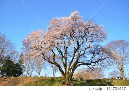 埼玉県大里郡寄居町鉢形 鉢形城の朝一番の氏邦桜(うじくにざくら) 埼玉県大里郡寄居町鉢形 鉢形城の朝一番の氏邦桜(うじくにざくら) 124751627