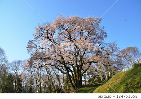 埼玉県大里郡寄居町鉢形　鉢形城の朝一番の氏邦桜（うじくにざくら） 124751658