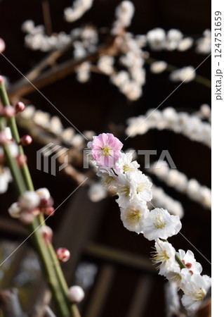 Close-up white plum blossom blooming on a peaceful spring day in Japan 124751659