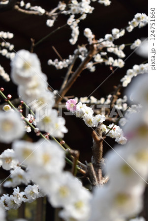 Close-up white plum blossom blooming on a peaceful spring day in Japan Close-up white plum blossom blooming on a peaceful spring day in Japan 124751660