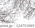 見上げれば満開の桜 124751669