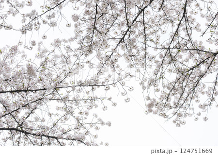 見上げれば満開の桜 124751669