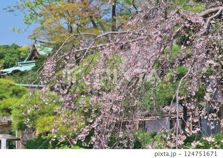 白旗神社のしだれ桜 白旗神社のしだれ桜 124751671