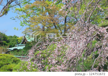 白旗神社のしだれ桜 白旗神社のしだれ桜 124751672