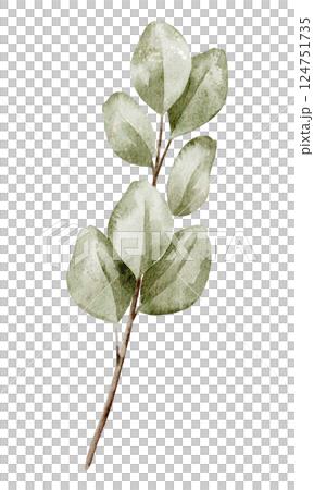 Watercolor illustration of a Eucalyptus Branch with soft green leaves. Botanical Drawing for wedding invitations or childish greeting cards. Art of tropical herb on isolated background. Watercolor illustration of a Eucalyptus Branch with soft green leaves. Botanical Drawing for wedding invitations or childish greeting cards. Art of tropical herb on isolated background. 124751735