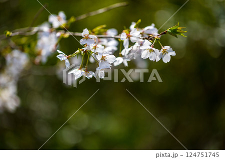 埼玉県所沢市 航空公園少年スポーツ広場の桜 埼玉県所沢市 航空公園少年スポーツ広場の桜 124751745