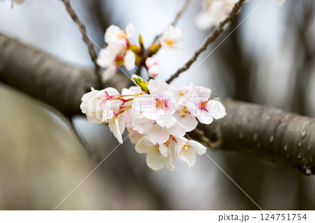 埼玉県所沢市 航空公園少年スポーツ広場の桜 埼玉県所沢市 航空公園少年スポーツ広場の桜 124751754