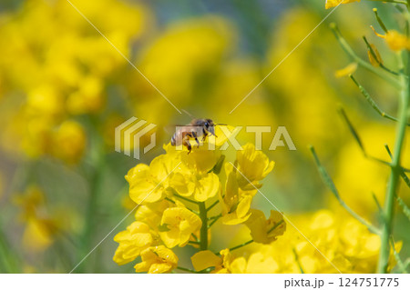 菜の花とミツバチ 124751775