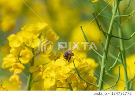 菜の花とミツバチ 124751776