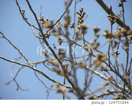 蕾が膨らみ始めたこじま花の会花畑桜並木のサクラ 124751844